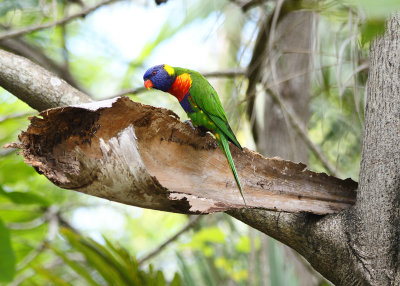 lorikeet in tree.jpg