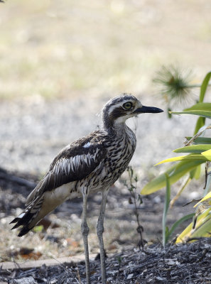 curlews 3.jpg