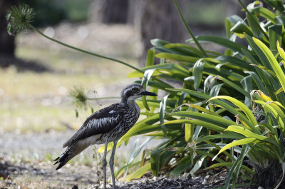 curlews 4.jpg