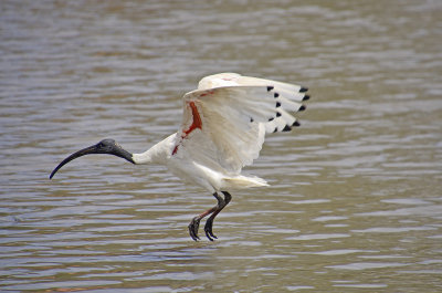 ibis.jpg