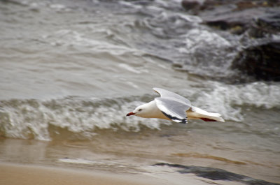 gull