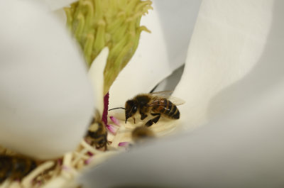 bee on magnolia