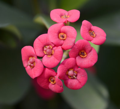 Spring flowers Toowoomba garden