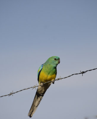 parrots tamworth 3.jpg