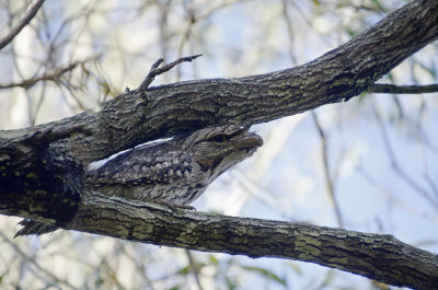 frogmouth in the woodland 3.jpg