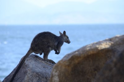 rock wallaby magnetic island FNQ