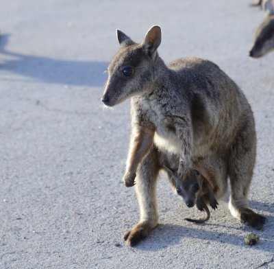 rock wallaby and baby