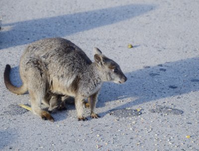 wallaby and baby