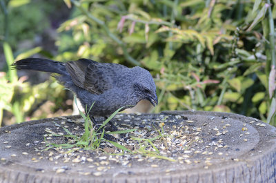 apostle bird with 90mm tamron