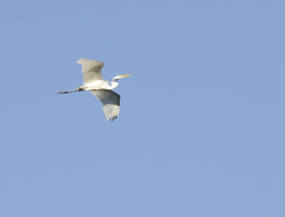 flying 3.jpg