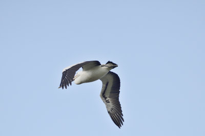 flying 4.jpg