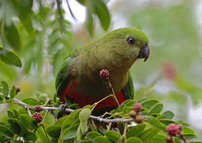 king parrots 4.jpg