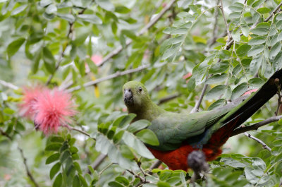 king parrots 5.jpg