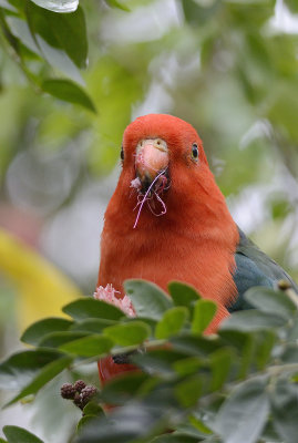 king parrots 9.jpg