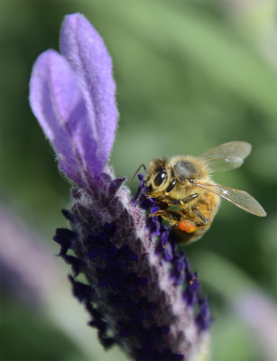 Bees on Lavender