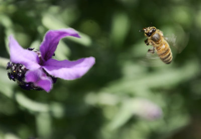 Bees on Lavender