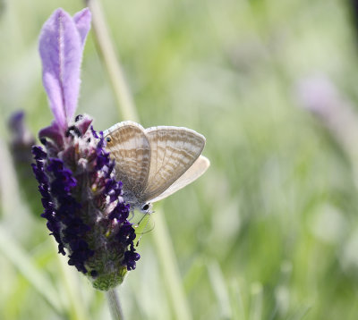 Bees on Lavender