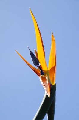 Wombarra bird of paradise