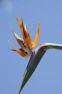 Wombarra bird of paradise