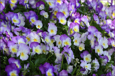 Spring flowers at Moss Vale NSW