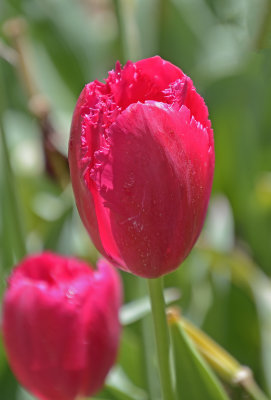 Spring flowers at Moss Vale NSW