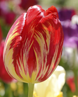 Spring flowers at Moss Vale NSW