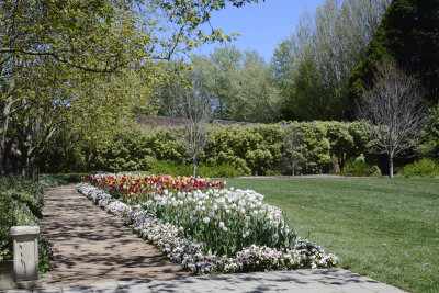 Spring flowers at Moss Vale NSW