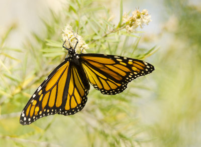 woodlands butterfly