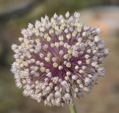 Leek flower at magical mudgee