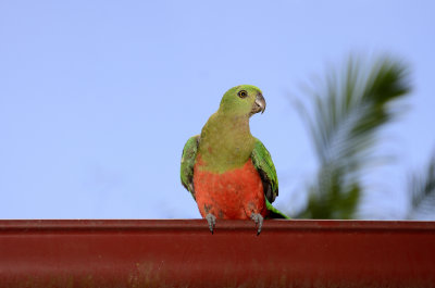 young male king parrot