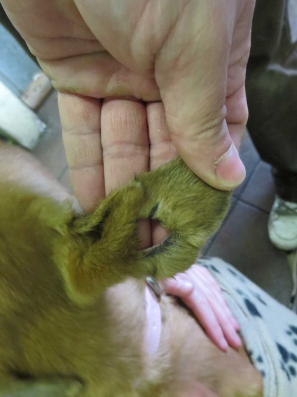 ear.jpg
