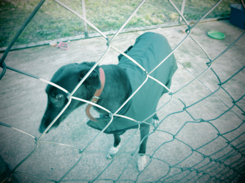 bill the lurcher