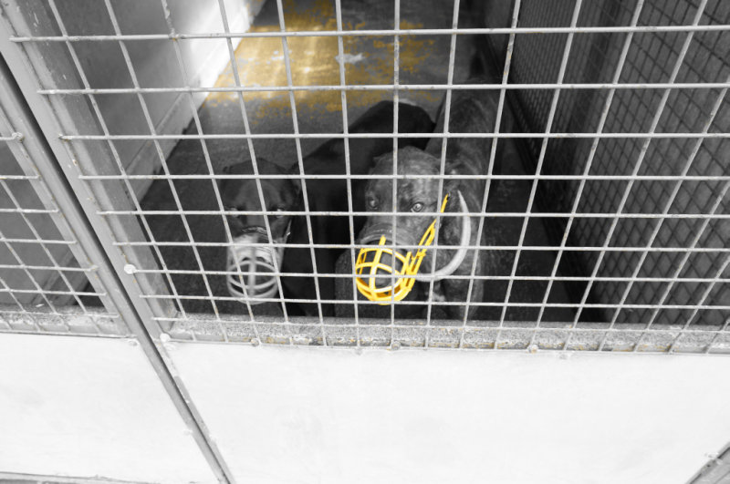 hound yellow2.jpg