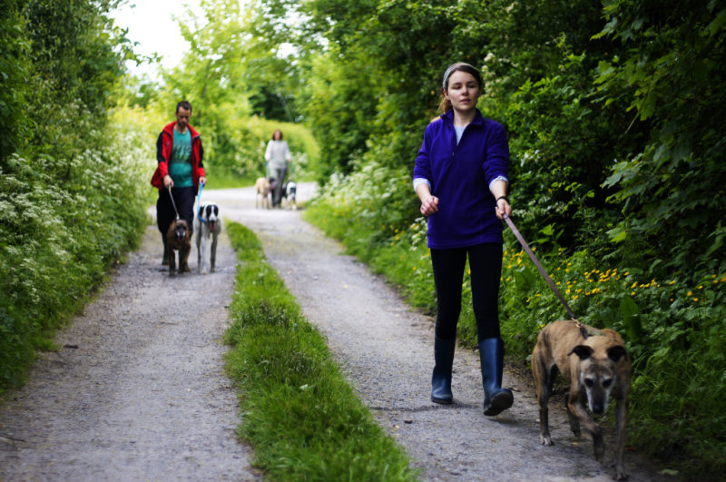 dogwalker-4-1078.jpg