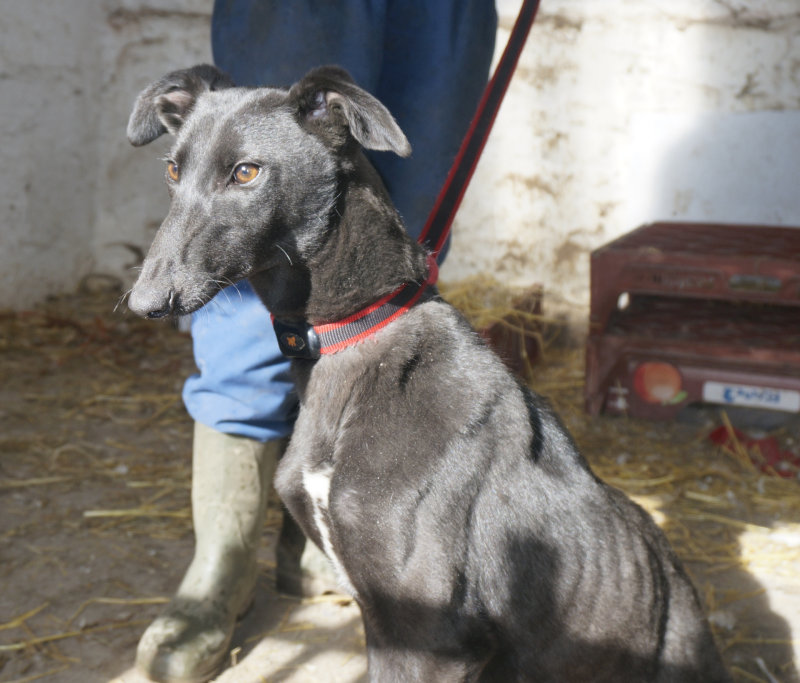 Chloe The Lovely Lurcher