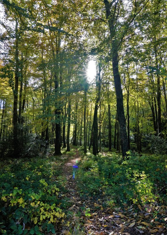 Forests woods, Waterford, Ireland