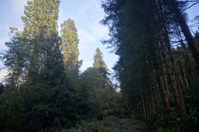 redwoods vs spruce.jpg