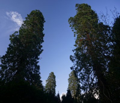 4 redwoods.jpg