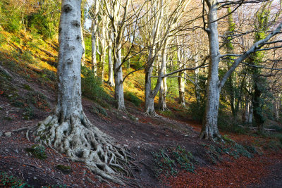 Beech forest, Knocksink Wood, Enniskerry, Ireland