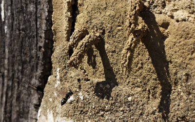 Mörk lergeting på väg in i sin hemgjorda bo-gång av lera