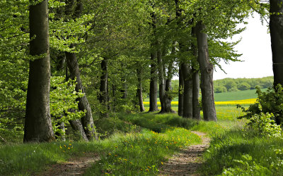 Ta en promenad i den nyutslagna bokskogen!