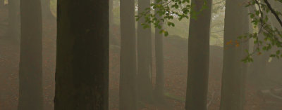 Koncentrerad bokskog i dimma