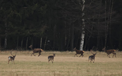 Kronhjortar och dovhjortar flyr i olika riktningar nr de ser/hr/luktar mig