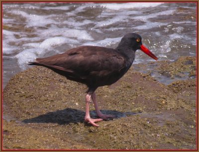 black oystercathcer.jpg