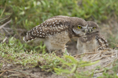 two burrowing owl chicks