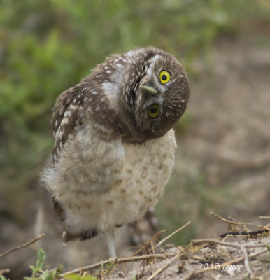 curious owl chick