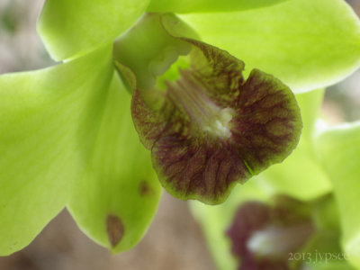 little green orchid