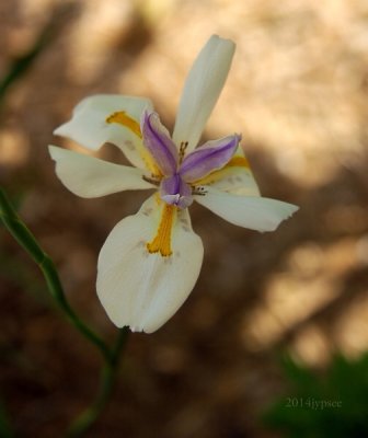 Florida iris