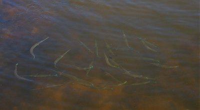 school of Florida gar