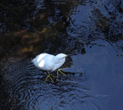 snowy egret in the usual spot